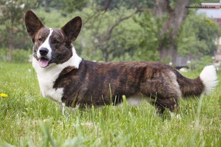 柯基犬