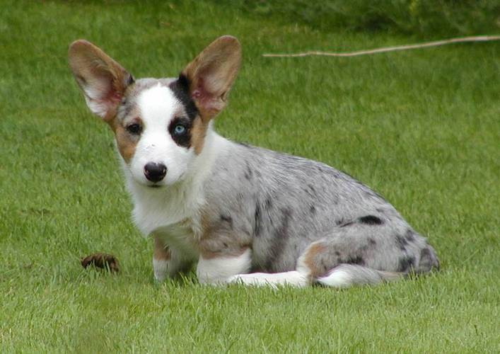 柯基犬