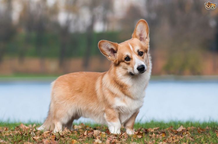 柯基犬