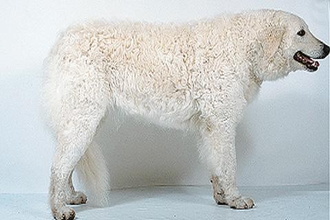 库瓦兹犬