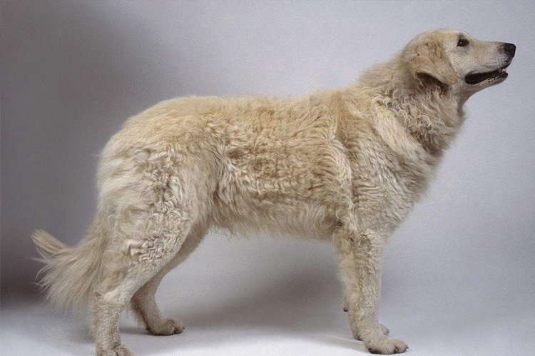 库瓦兹犬