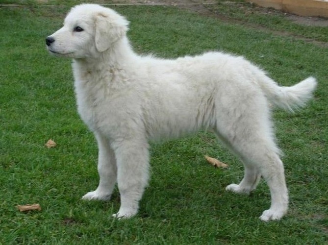 库瓦兹犬