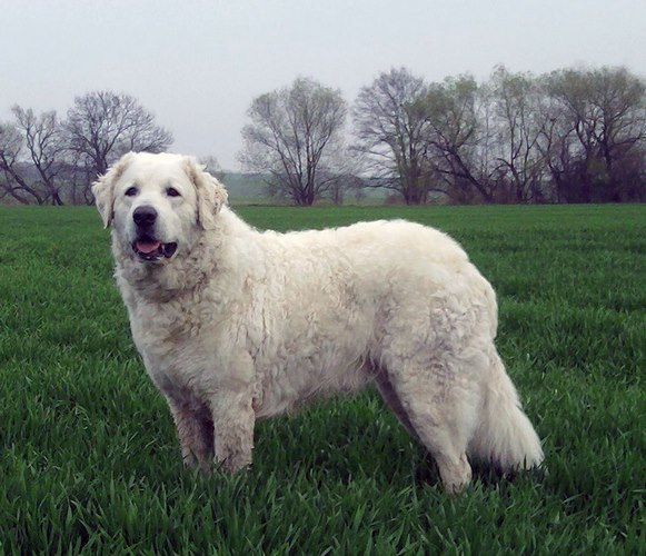 库瓦兹犬