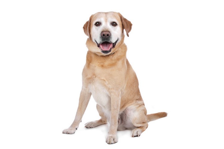 拉布拉多寻回犬