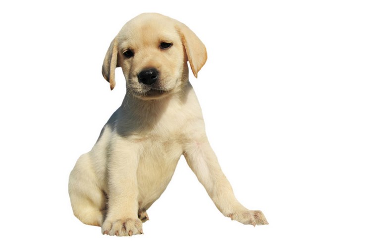 拉布拉多寻回犬