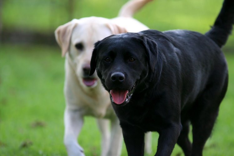 拉布拉多寻回犬