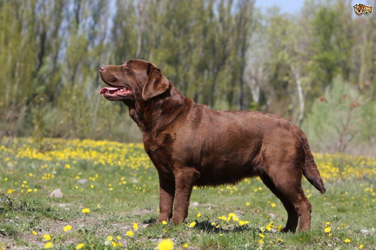 拉布拉多寻回犬