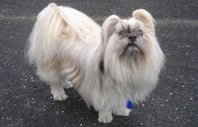拉萨犬