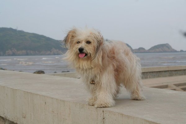 拉萨犬