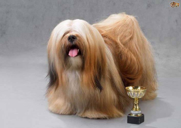 拉萨犬