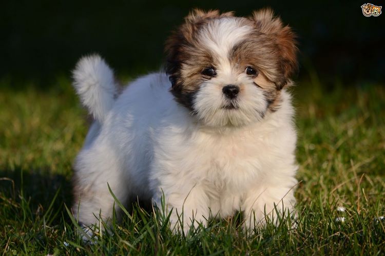 拉萨犬