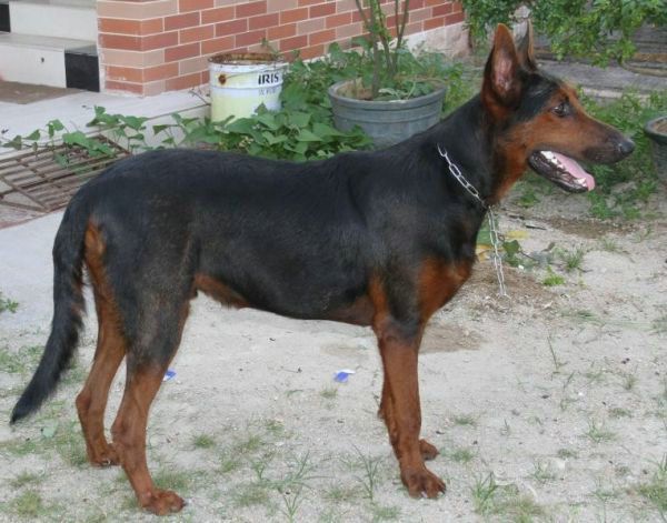 莱州红犬