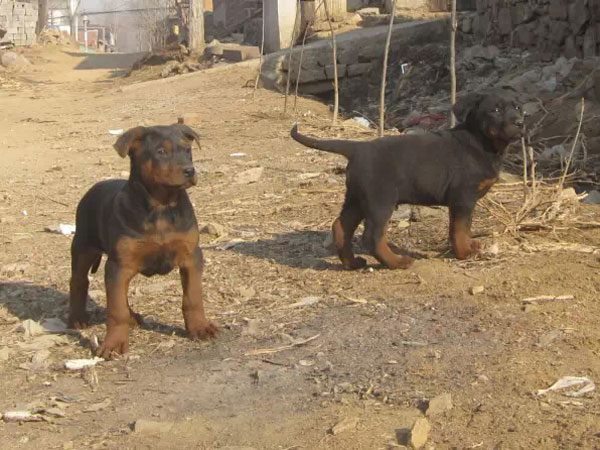 莱州红犬
