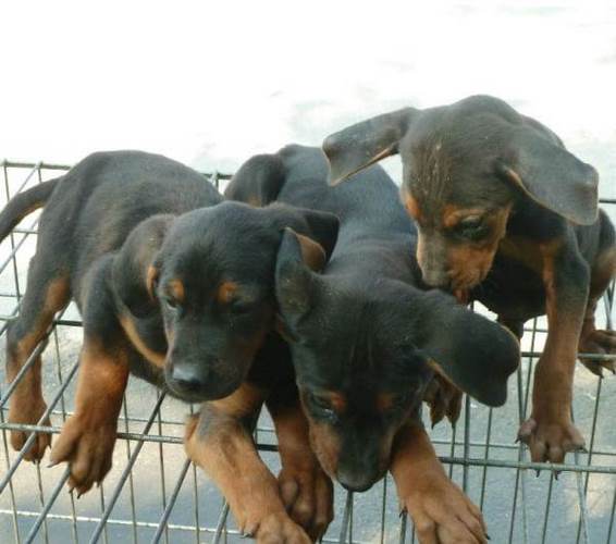 莱州红犬