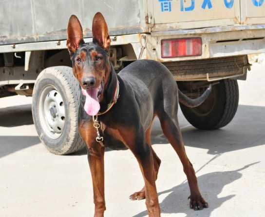 莱州红犬