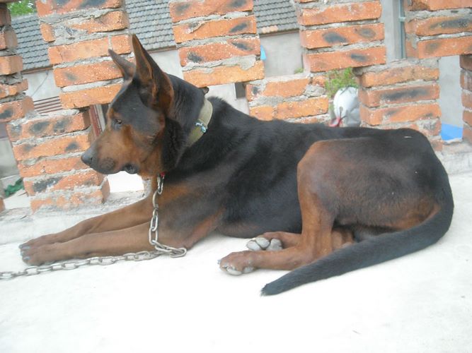 莱州红犬