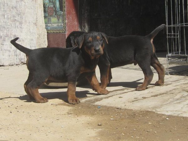 莱州红犬