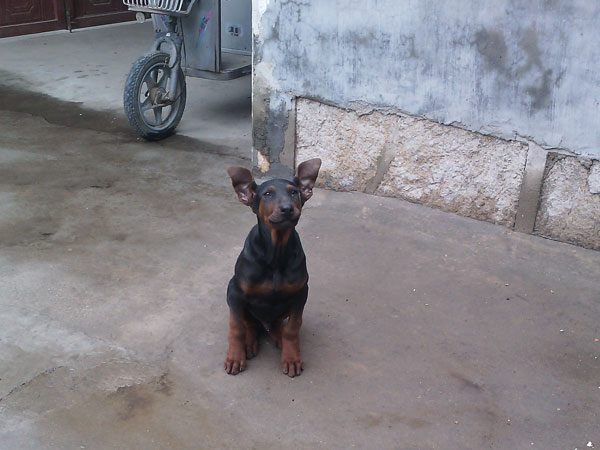 莱州红犬