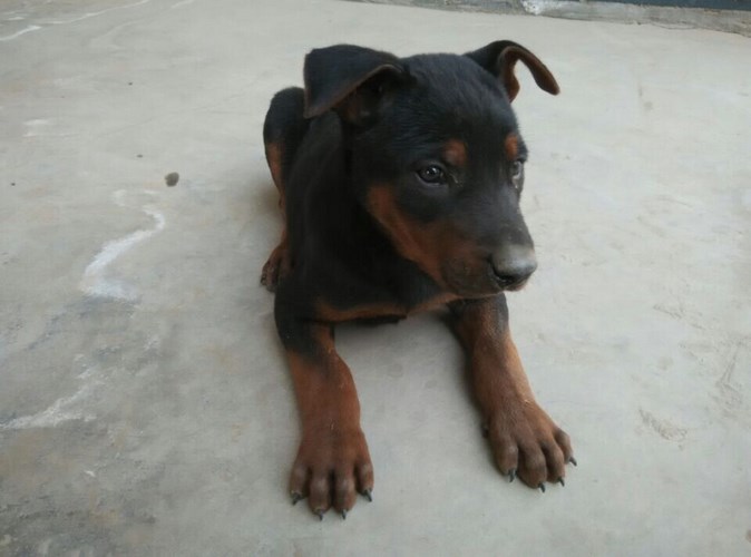 莱州红犬