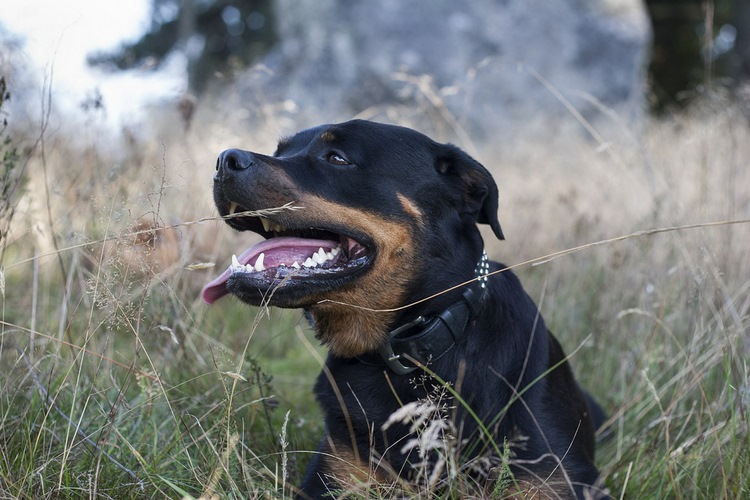 罗威纳犬