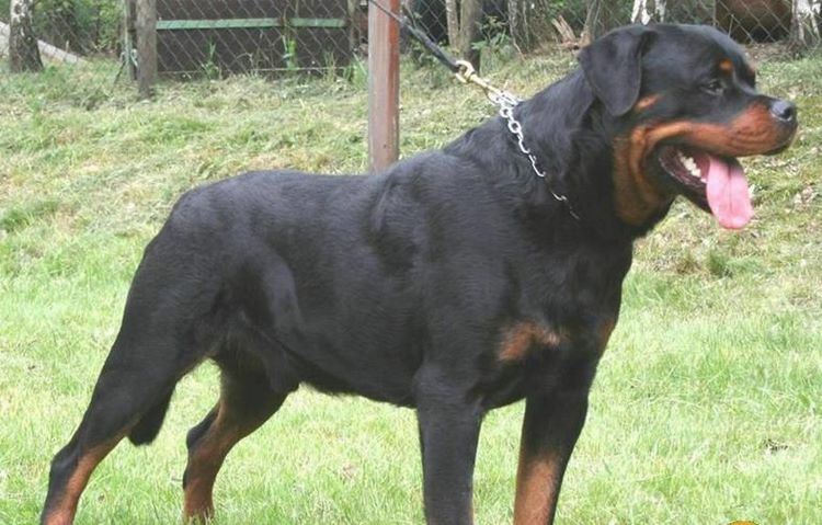 罗威纳犬