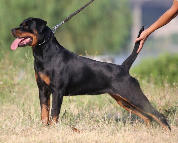 罗威纳犬