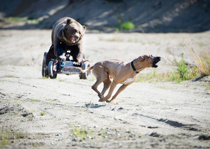 罗得西亚脊背犬