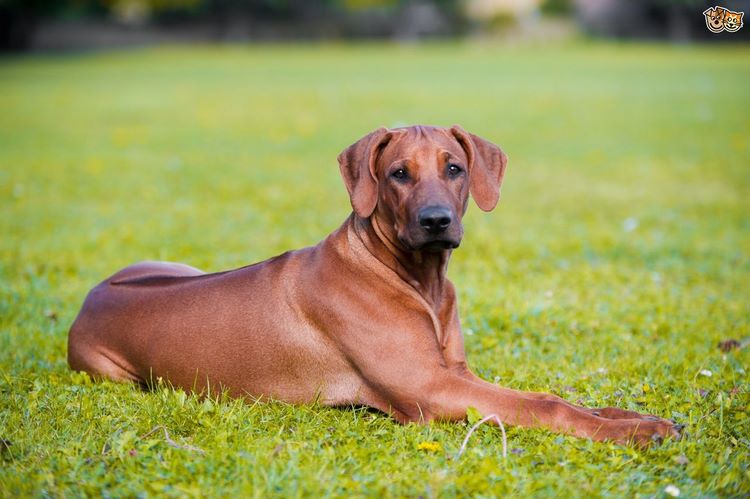 罗得西亚脊背犬