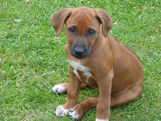 罗得西亚脊背犬