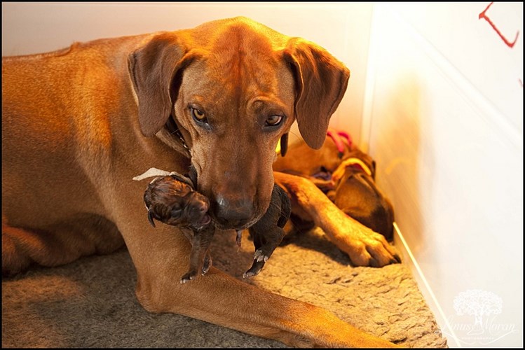 罗得西亚脊背犬