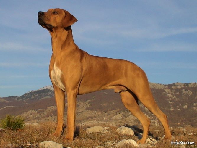 罗得西亚脊背犬