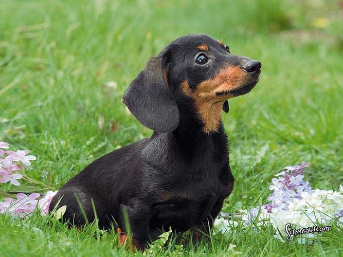 腊肠犬