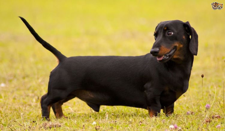 腊肠犬