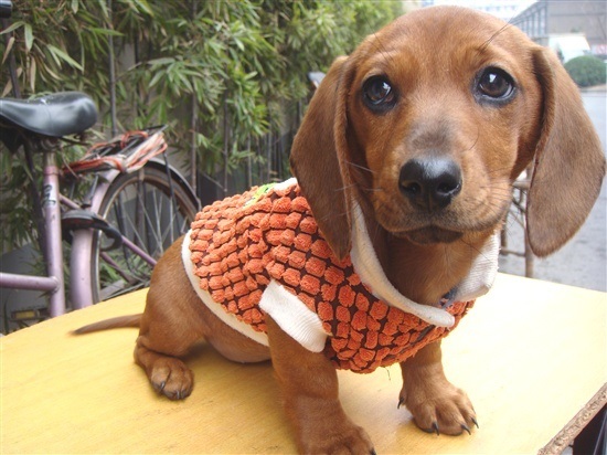 腊肠犬