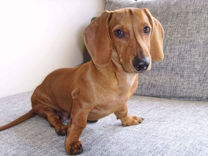 腊肠犬