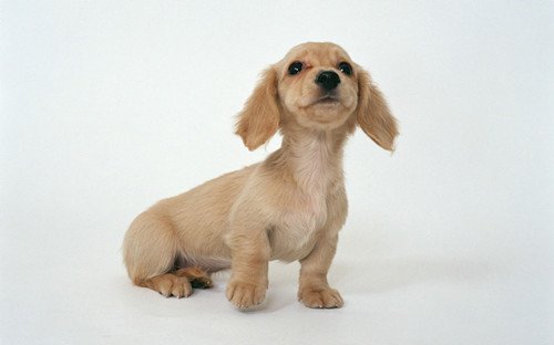 腊肠犬