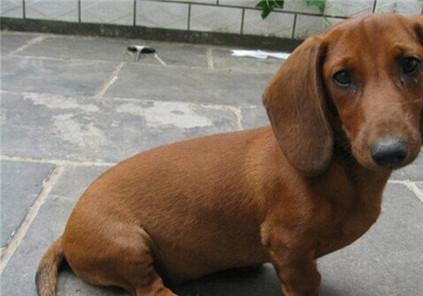 腊肠犬