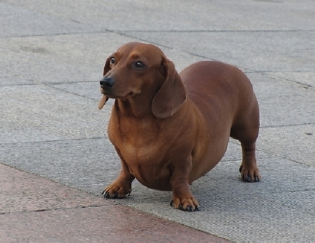 腊肠犬