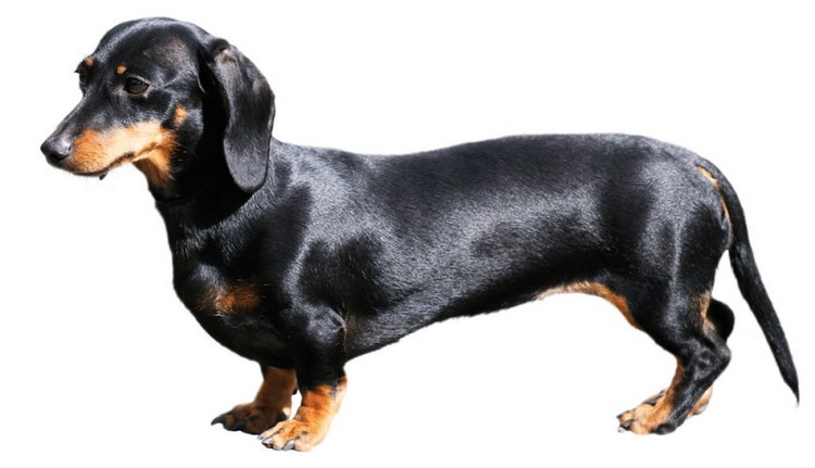 腊肠犬