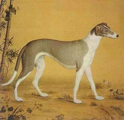 灵缇