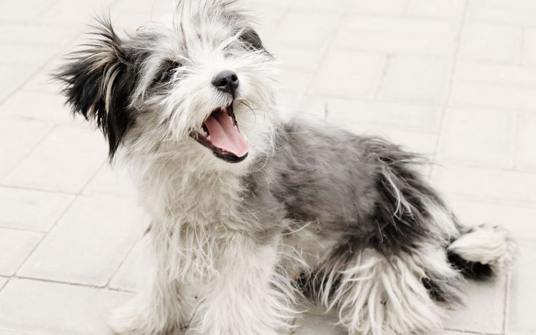 罗秦犬