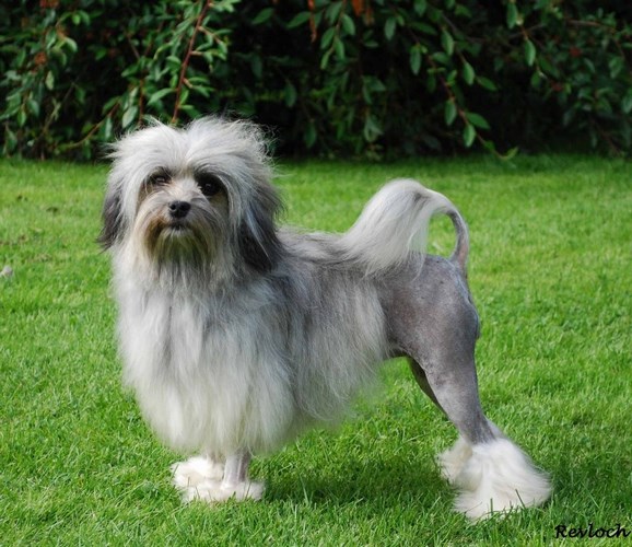 罗秦犬