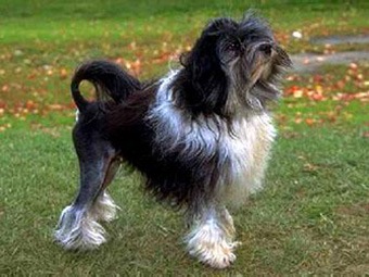 罗秦犬