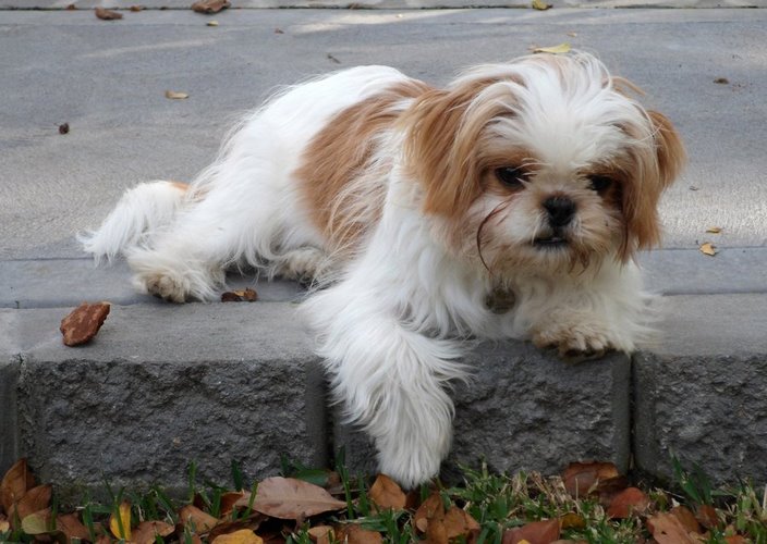 罗秦犬