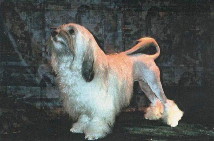 罗秦犬