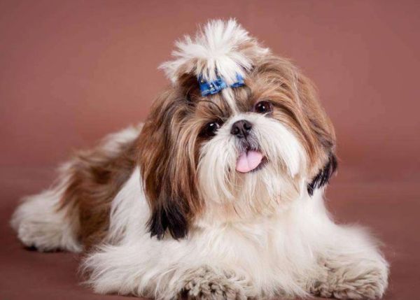 拉萨狮子犬