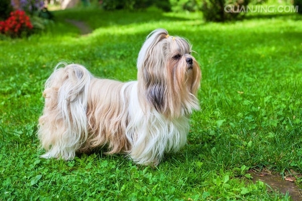拉萨狮子犬
