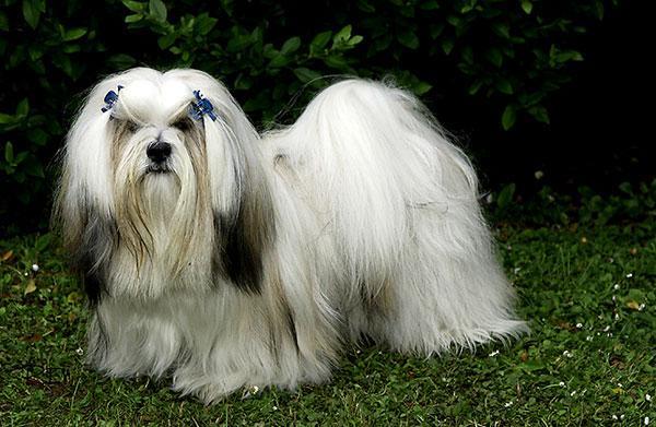 拉萨狮子犬