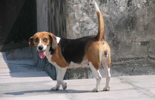 猎兔犬